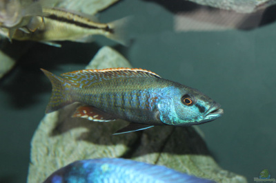 Хампсохромис Пятнисторылый, L